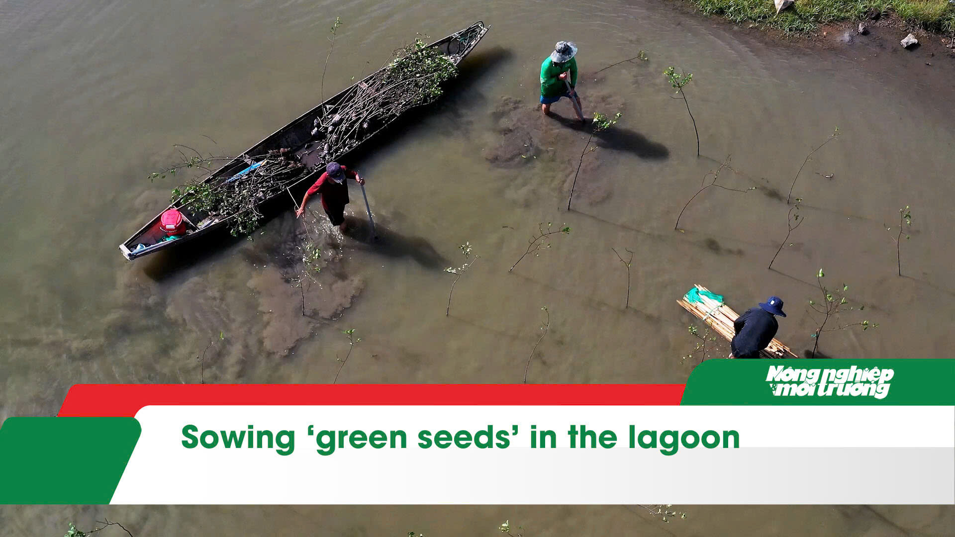 Sowing ‘green seeds’ in the lagoon